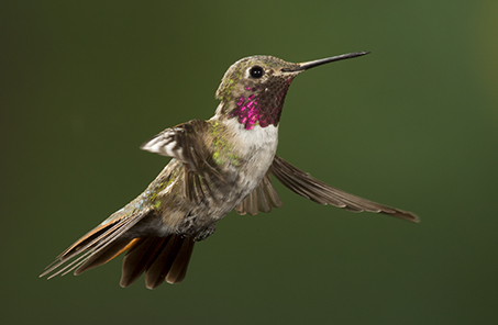 hummer